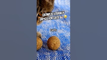 Why Catnip Turns Cats Crazy #cat #catlovers