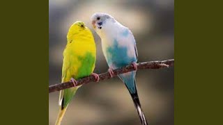 Download Lagu Kicau Burung Kenari di Pagi Hari Download Lagu Kicau Burung Kenari di Pagi Hari