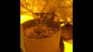 One plant one 4×4 gorilla grow tent Day19 flower