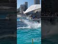 バイシクルシュートを決めたらご褒美は魚