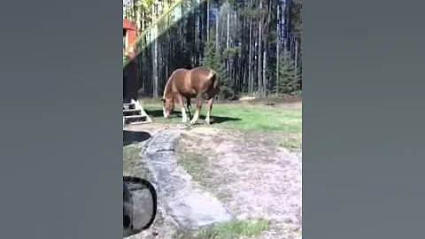 Horses farting...