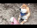 Sassy Shiba Inu Has a Ruff Day, Ignores Japanese Owner Asking to Play Fetch