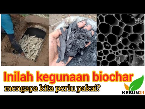 Video: Leaching Dalam Tumbuhan Dan Tanah - Apa Itu Lesap