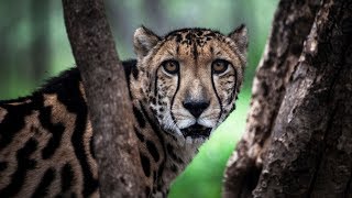 Исследование: массовое вымирание животных угрожает существованию людей (новости)