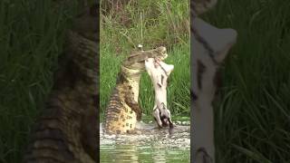 Nature is metal 🐊 #wildlife #natureismetal #croc