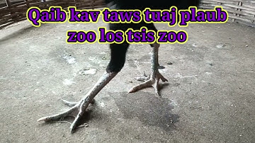 Qaib kav taw tuaj plaub yog qaib zoo li cas zoo los tsis zoo
