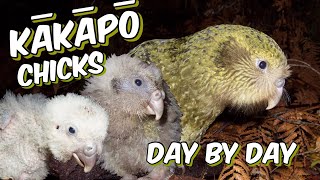 Kakapo chicks day by day