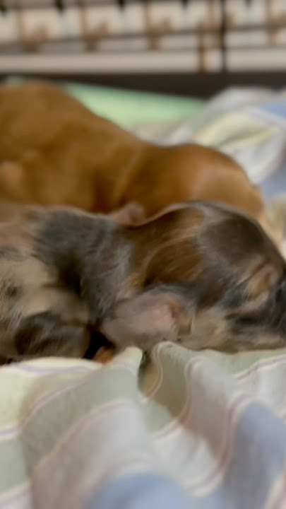 I can’t believe how little they were #wrigleywednesdays #milliemondays #puppy #babybuns #poochplunge