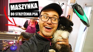 Jaka maszynka do strzyżenia Psa? Co polecam do groomingu Yorka, Shih Tzu, Maltańczyka...