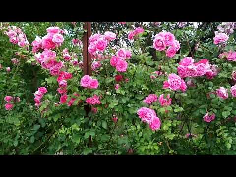 Вертикальное озеленение для