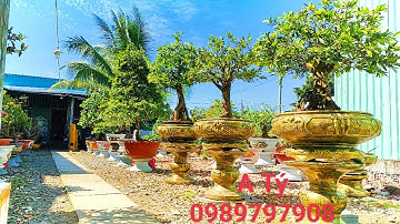 A Tý 09 89 79 79 08. Tứ Quý Tàn Và Mai Cúc Thọ Hương Ghép Gốc Tứ Quý, Mai Vàng Tàn Khủng