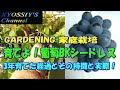 【XYOSSIYのライフチャンネル】家庭栽培におけるブドウ「BKシードレス」の解説