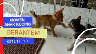 Momen Anak Kucing Berantem | Kitten Fight Moment