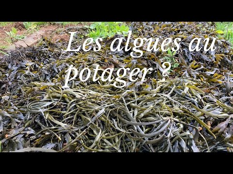 Vidéo: Comment faire de l'engrais aux algues - Utiliser les algues comme engrais pour les plantes