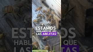 INSECTO MÁS IMPORTANTE EN EL PLANETA