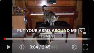 PUT  YOUR  ARMS AROUND  ME  HONEY  -  QRS - 7846