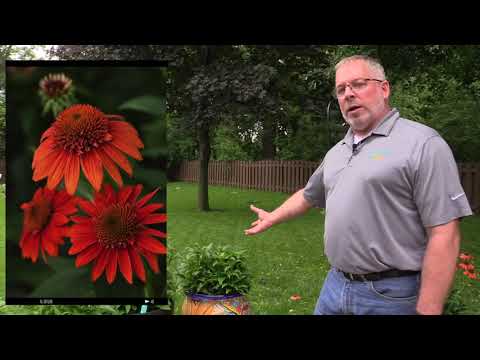 Videó: Egyedülálló Echinacea