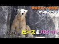 【ホッキョクグマ】ピースとバリーバ（愛媛県立とべ動物園）Polar bear