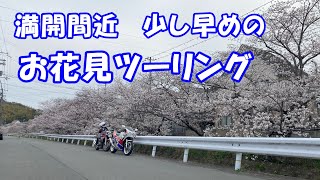 Went to see cherry blossoms in my hometown that weren't in full