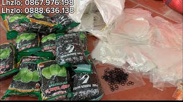 🍎♨️. CHUN ĐEN - TÚI BÓNG MỜ ..! Bình bẫy  CHỐNG RUỒI VÀNG GIÁ TẠI XƯỞNG 