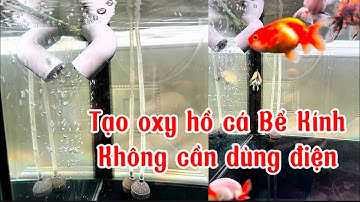 Cách Tạo Oxy Cho Hồ Cá Cảnh Không Cần Dùng Điện - Đơn Giản Dễ Làm - Cung Cấp Đủ Oxy Cho Hồ.
