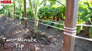 The STRONGEST TOMATO TRELLIS you'll find!