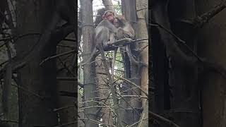 Athirapally #animals #animeshorts #travel #travelvlog