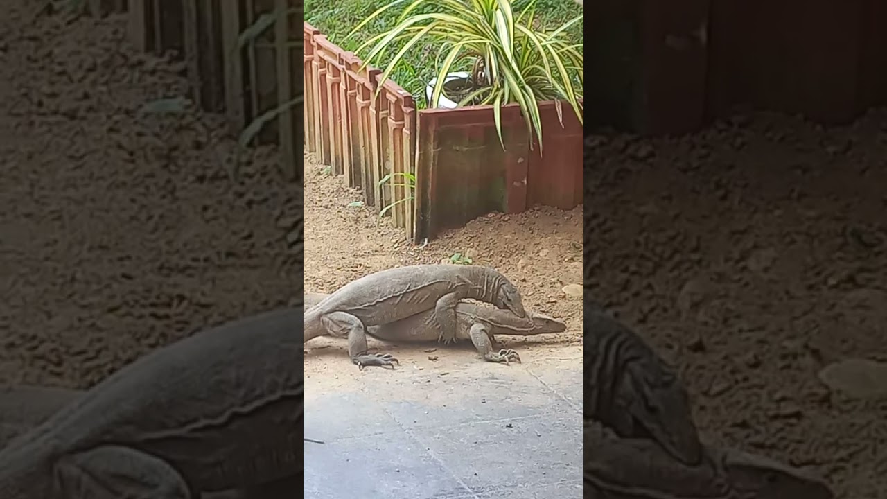 තලගොයි සටන