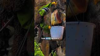 mengambil madu lebah liar, di tebing yang tinggi!! #shorts #shortvideo #viralvideo