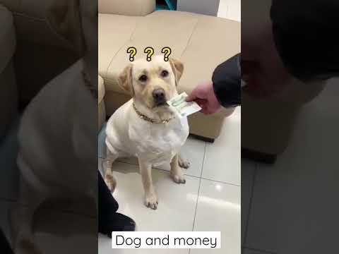 فيديو: هل ما زالت الكلاب نشطة جنسيًا بعد أن تم إصلاحها؟