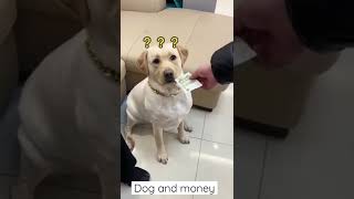 Chinese dog 🐕 know money 💰 value كلب صيني وقيمة النقود رفض