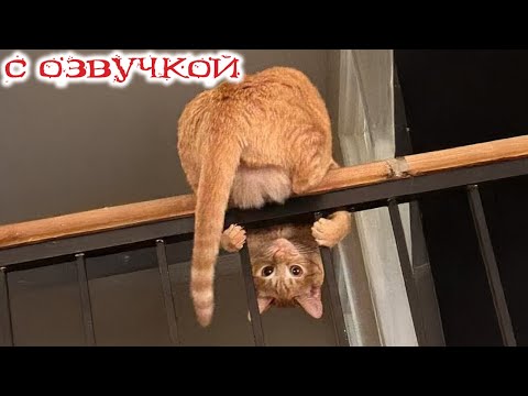 Приколы с котами! С ОЗВУЧКОЙ! СМЕШНЫЕ коты и собаки! Самые Смешные Животные!!!