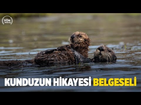 Video: Dağ kunduzları ne yer?