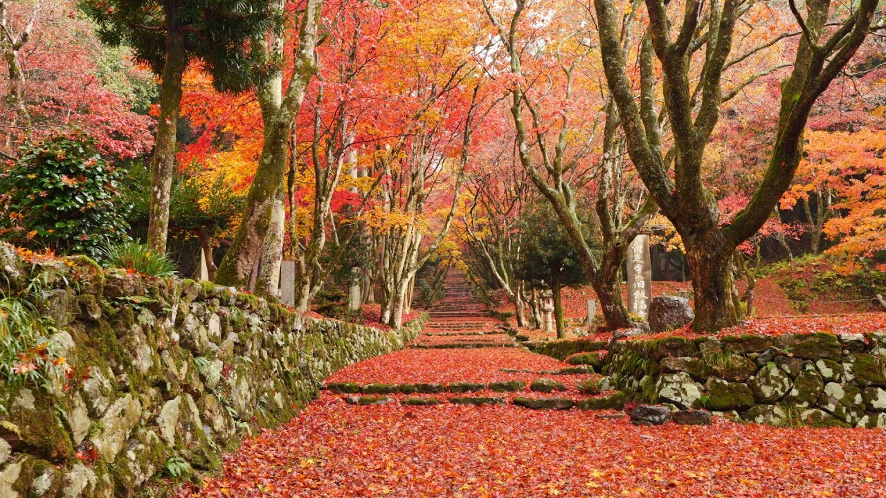 鶏足寺　紅葉　2025.11.26 　滋賀県長浜市