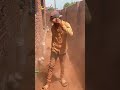 ⚡ Wall Cutting & Electrical Piping Work 🔥 | ElectricianGujranwala #Shorts