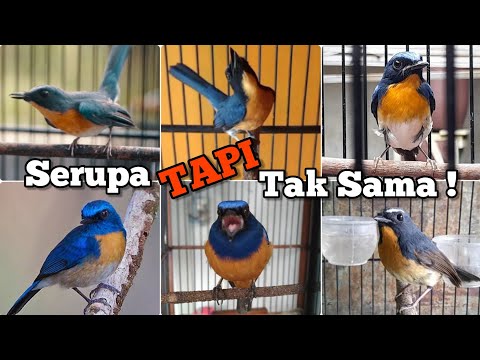 Video: Pengaruh penampilan dan biografi terhadap nama burung pemangsa