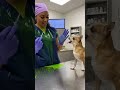 #comedyshorts #funny #petshorts #pets #dog #viral