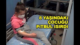 Kırıkkale’de 8 Yaşındaki Çocuğu Pitbul Isırdı Www.kirikkalem.net