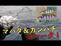 マハタ・カンパチジギング！ハイピッチとスローの使い分け【種子島 智美丸】Slow pitch Deep Jigging