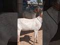 mashallah 🥰 #goat #cowgoat #beautifullgoats #whitegoat #farmanimal #foryourpage