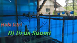 GINI JADINYA KALAU ISTRI SUKA BURUNG//HOBI ISTRI YANG REPOT SUAMI