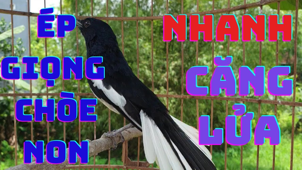 Chòe Than hót sáng hay kích chim bổi lên lửa hót sung căng. Luyện giọng chòe than non. choe than hót