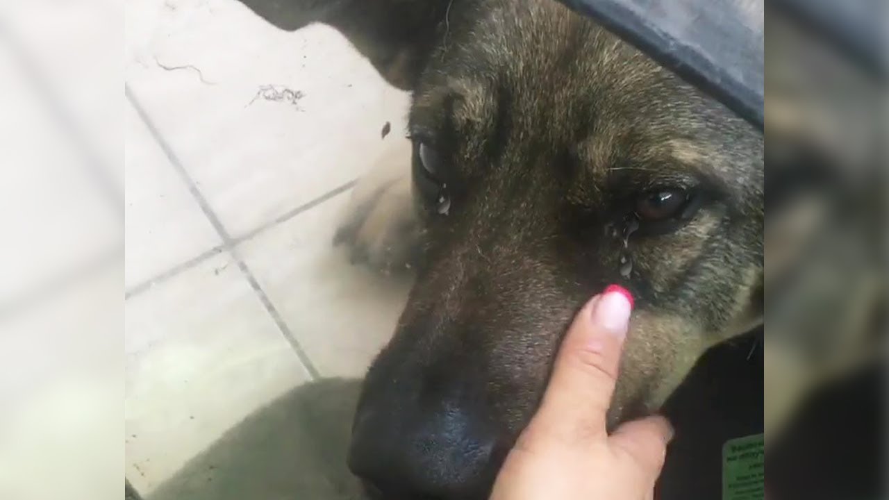 He was kicked out into the street and had an accident after the owner
