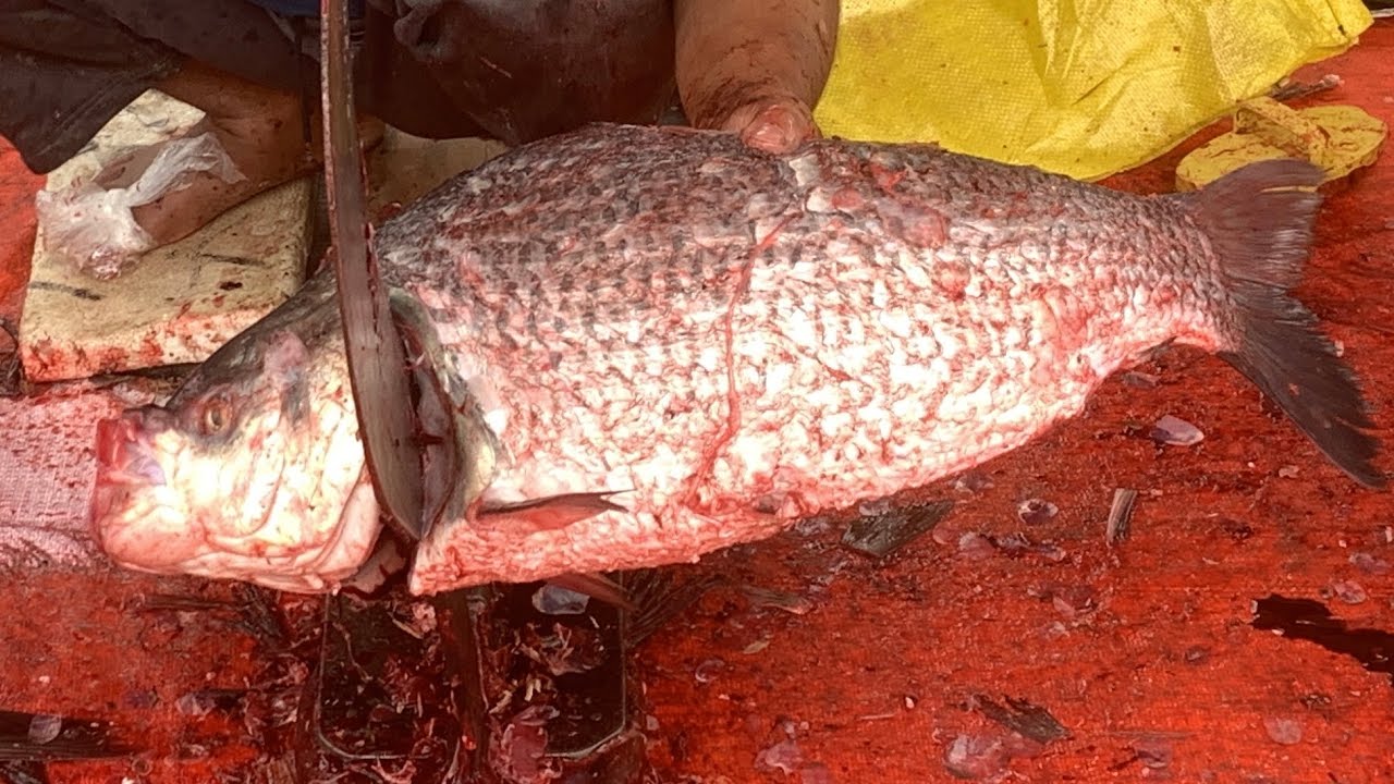 I never seen ll amazing big katla fish cutting live skills by expert fish cutter in Fishmarket 
