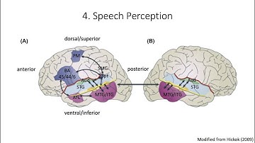 5.4. Speech Perception, Fundamentals of Cognitive Neuroscience Course, Session 5, Part 4