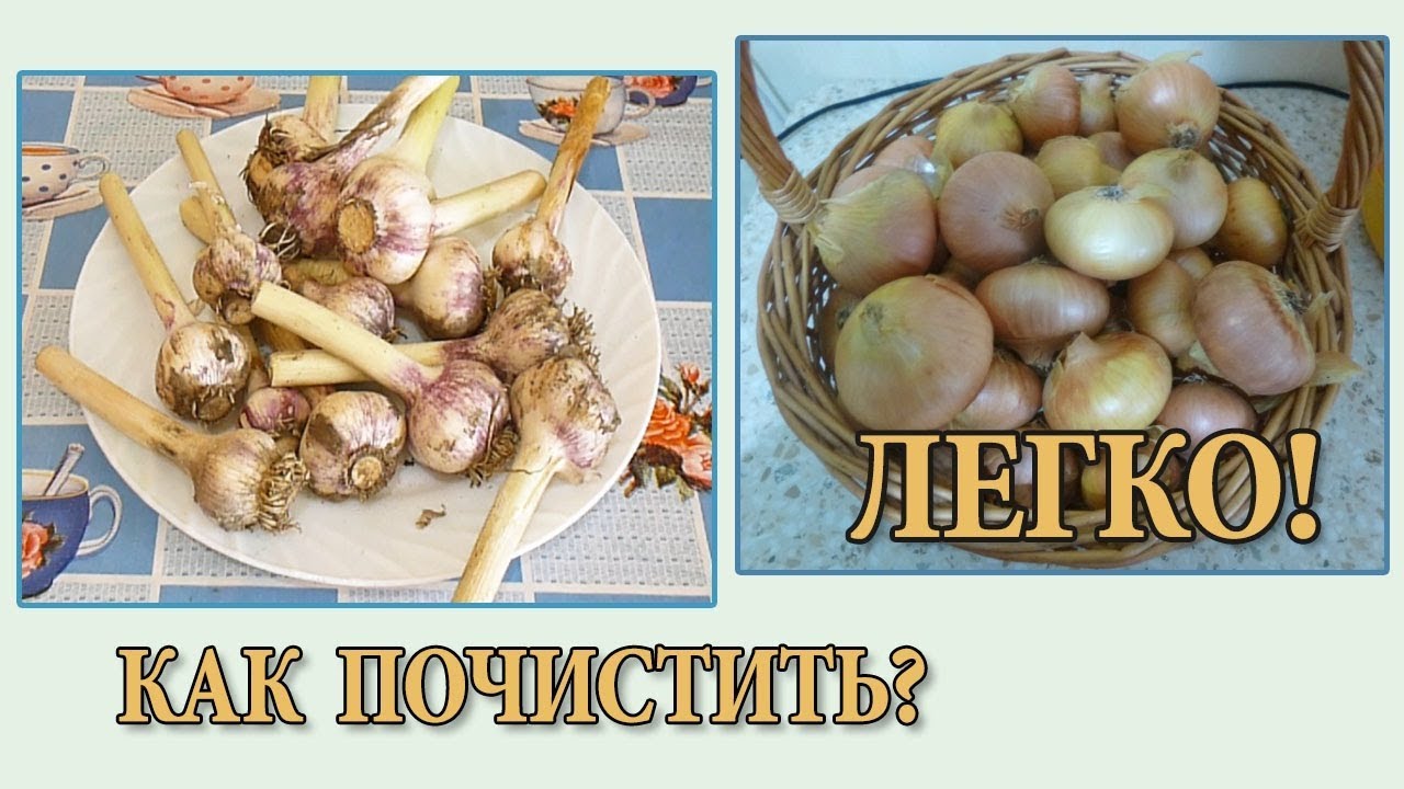 фото репчатого лука смотреть