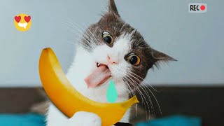 СМЕШНЫЕ КОТИКИ И ДРУГИЕ ЖИВОТНЫЕ 2023/FUNNY CATS AND ANIMALS/GATOS DIVERTIDOS Y OTROS ANIMALES! №10