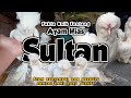 Ayam Sultan || Ayam Unik dan Menggemaskan dari Turki