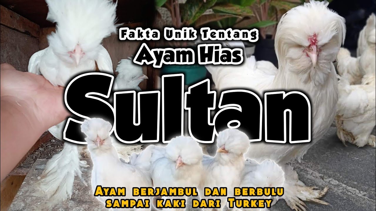 Ayam Sultan