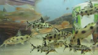 картинка: Аквариумные рыбки, Замороженные корма,....К 